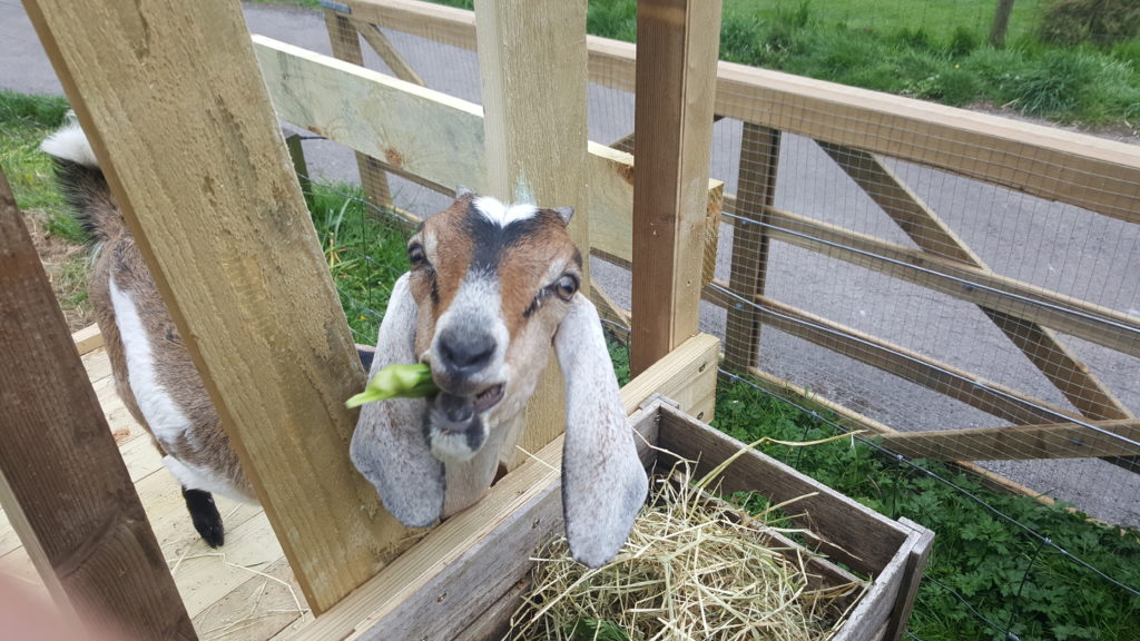 Anglo Nubian Goats Axe Edge Green Farm